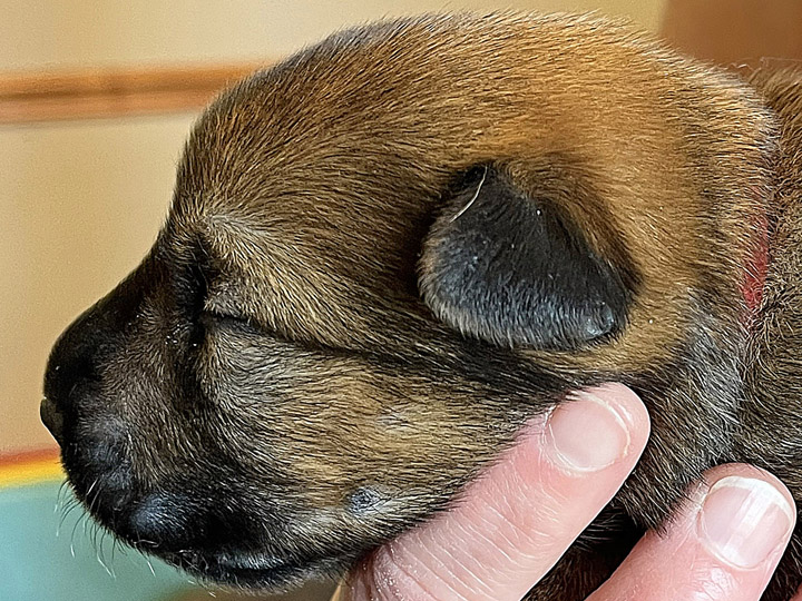 chinook puppy